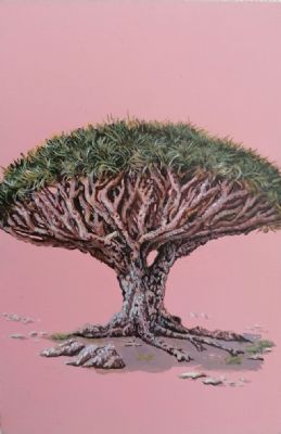 Baobabtr fra Yemen.