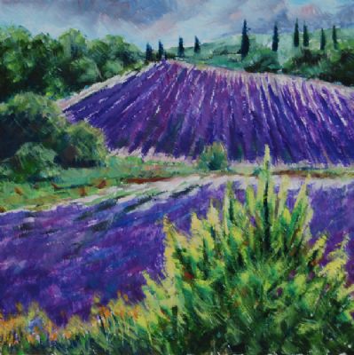Lavendel Provence