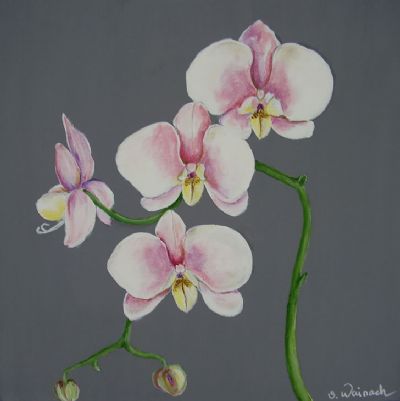 orchide1